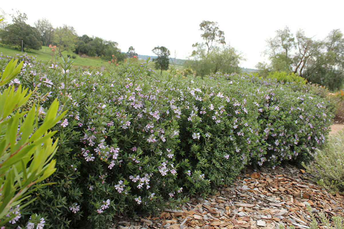 Coastal Rosemary OZBREED AUSSIE BOX® (Westringia hyb.)