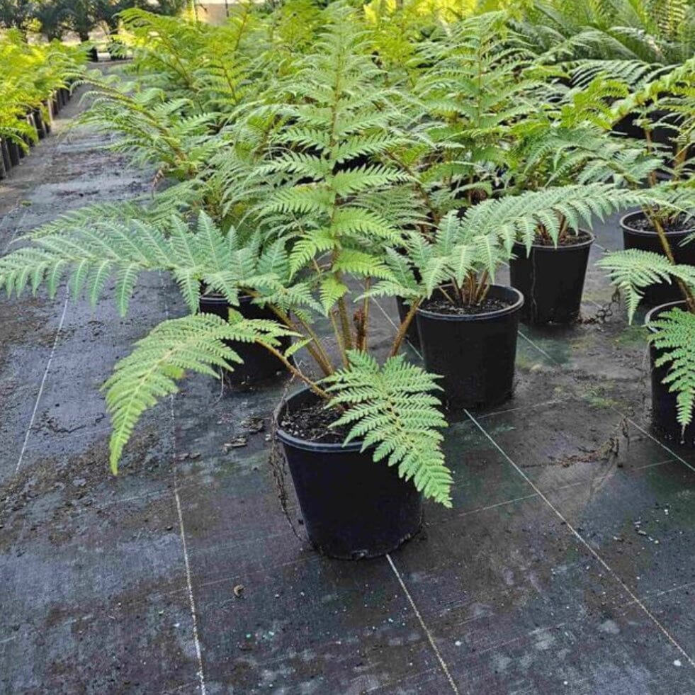 Tree Fern (Cyathea cooperi) PICK UP ONLY