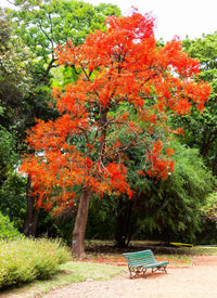 Illawarra Flame Tree (Brachychiton acerifolius)