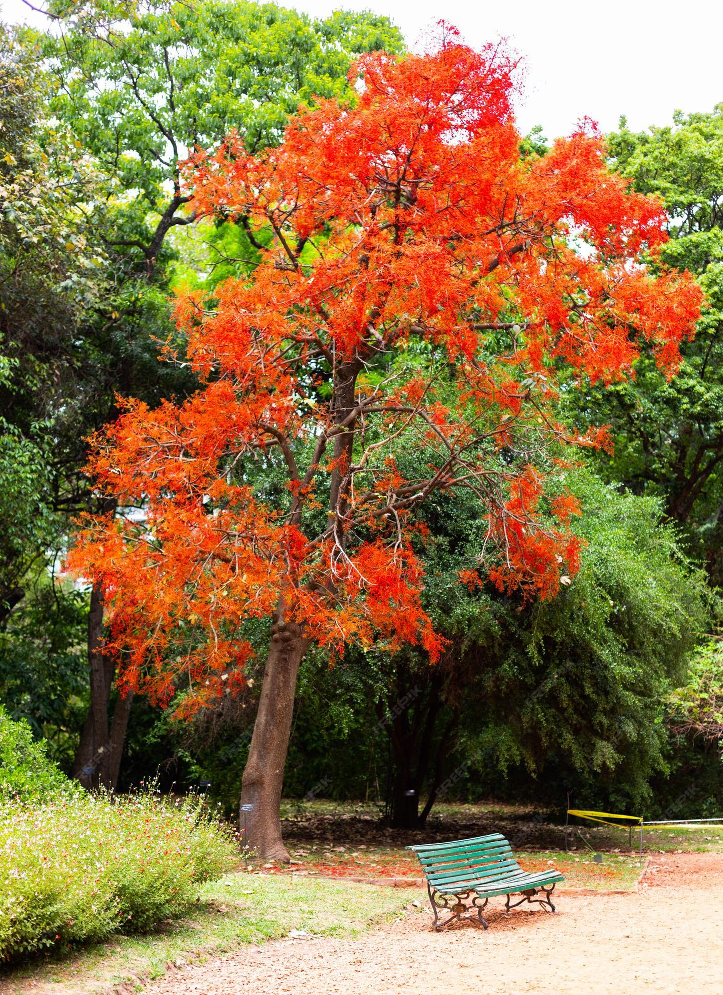 Illawarra Flame Tree (Brachychiton acerifolius) PICK UP ONLY