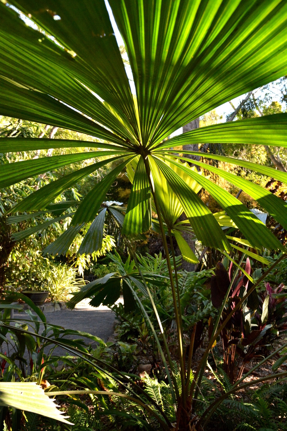 Australian Fan Palm (Licuala ramsayi)