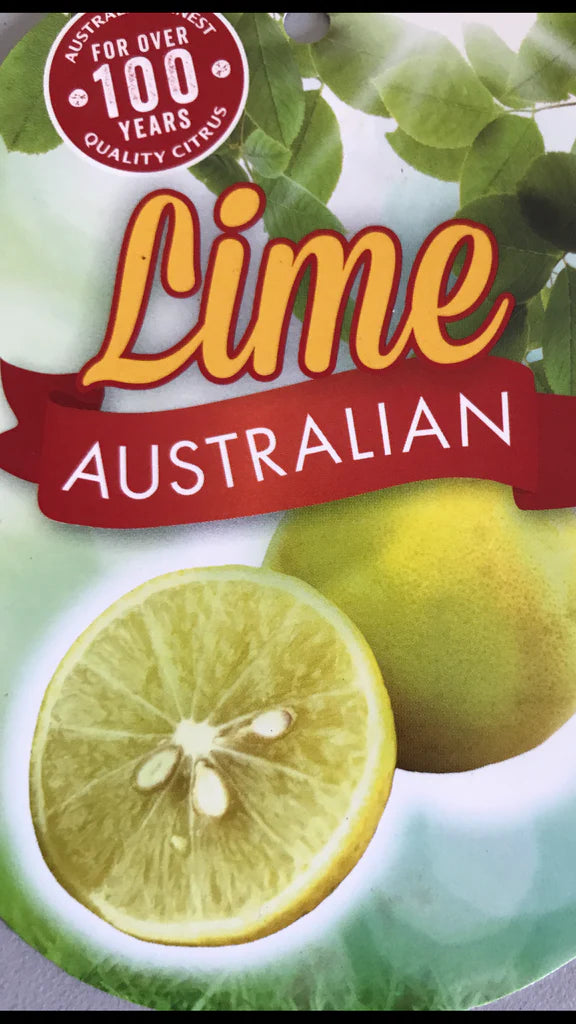 Australian Lime Grafted (QLD ONLY)