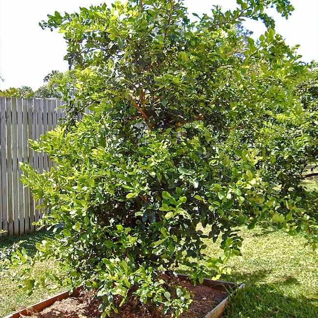 Australian Lime 400mm PICKUP ONLY - Ladybird Nursery