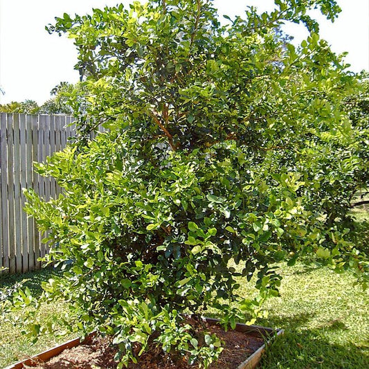 Australian Lime 400mm PICKUP ONLY