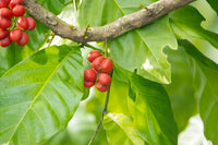 Tulipwood (Harpullia pendula) - Ladybird Nursery