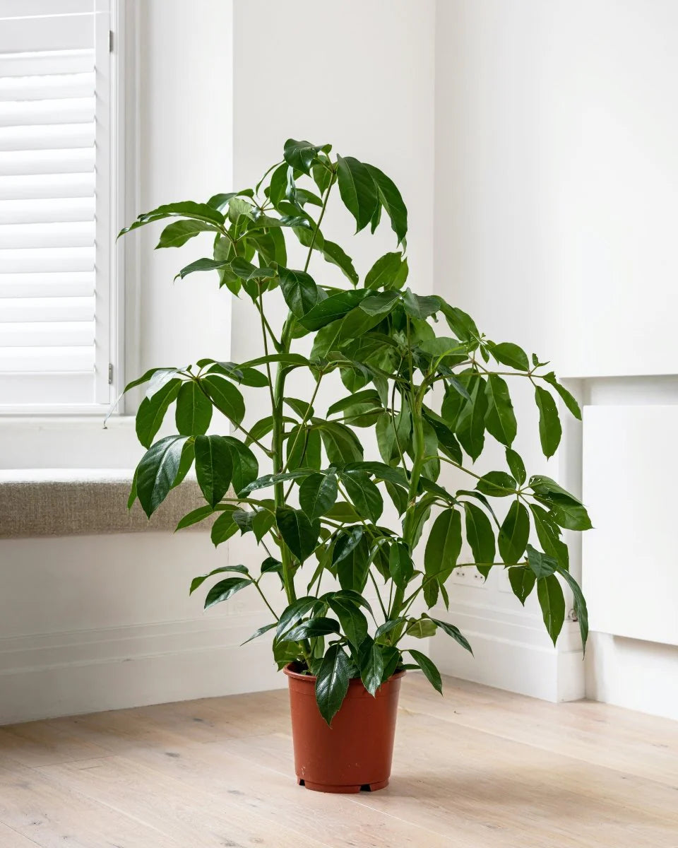 Umbrella Tree Amate (Schefflera actinophylla)