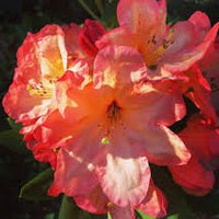 Rhododendron Australian Sunset - Ladybird Nursery
