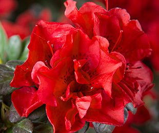 Azalea ENCORE AUTUMN FIRE™ - Ladybird Nursery