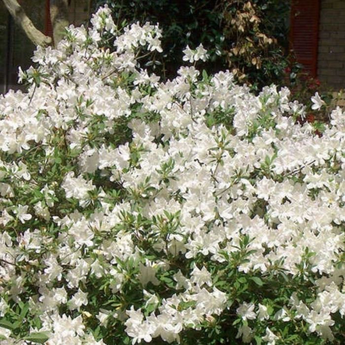 Azalea ENCORE AUTUMN Ivory™