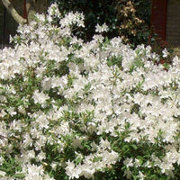 Azalea ENCORE AUTUMN Ivory™