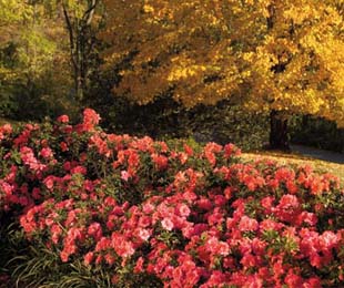 Azalea ENCORE AUTUMN MONARCH™ - Ladybird Nursery