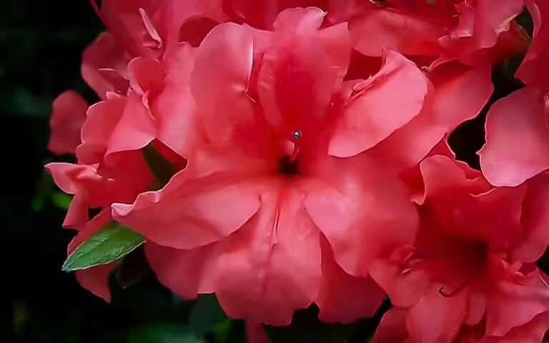 Azalea ENCORE AUTUMN PRINCESS™