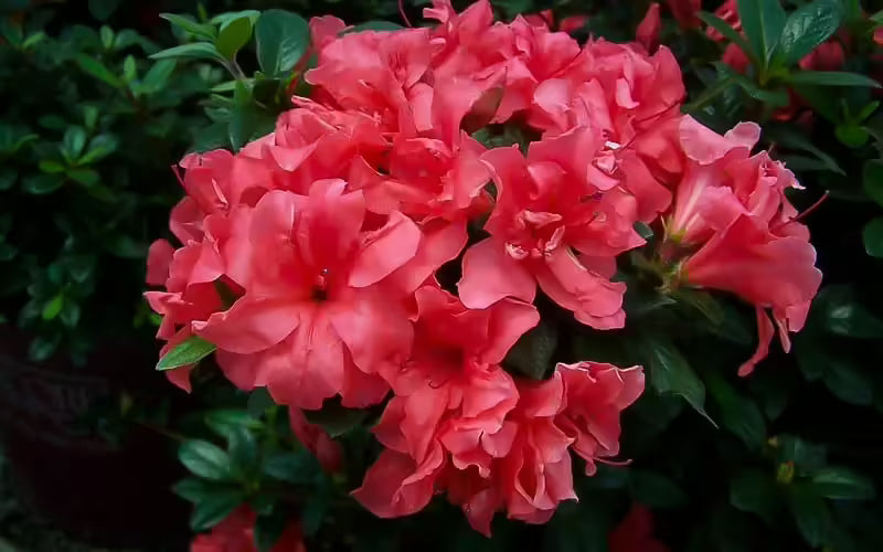Azalea ENCORE AUTUMN PRINCESS™