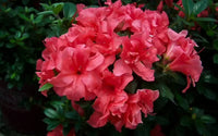 Azalea ENCORE AUTUMN PRINCESS™