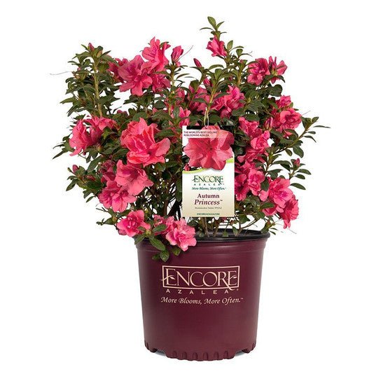 Azalea ENCORE AUTUMN PRINCESS™ - Ladybird Nursery