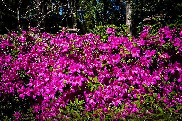 Azalea ENCORE AUTUMN ROYALTY™