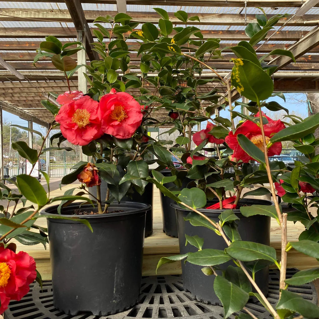 Camellia Assorted (Camellia spp.)