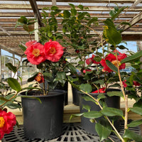 Camellia Assorted (Camellia spp.) - Ladybird Nursery