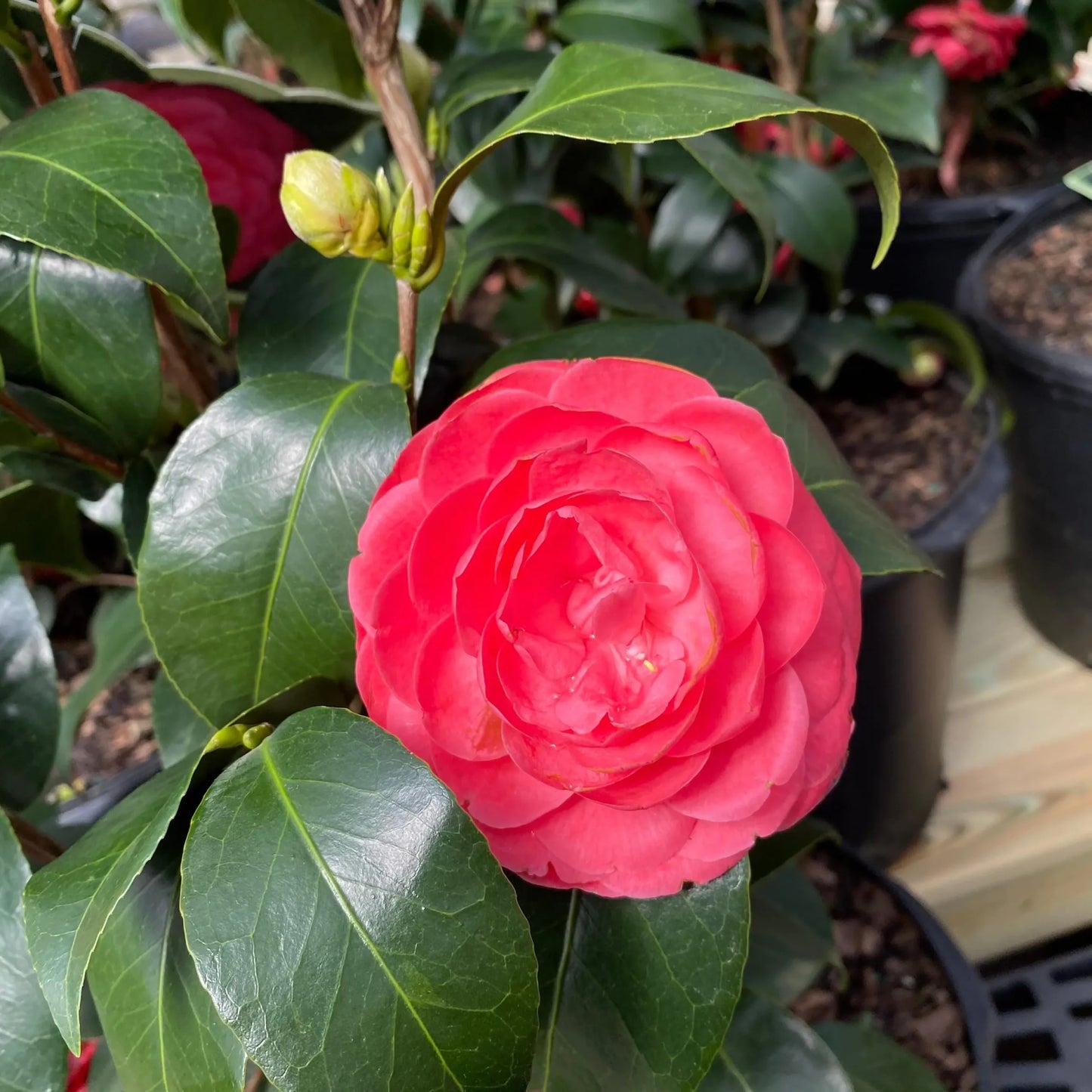 Camellia Assorted (Camellia japonica)