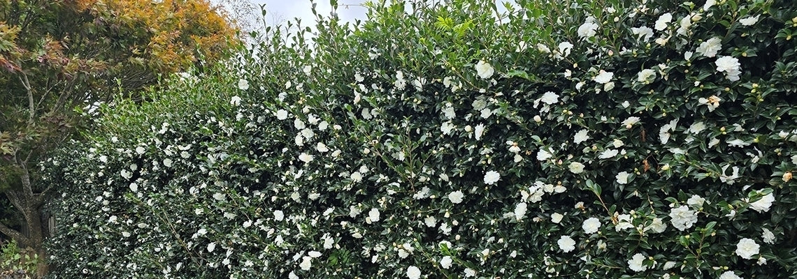 Sasanqua Camellia Slimline Avalanche (Camellia sasanqua)