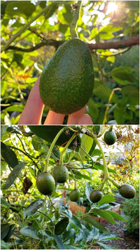 Allsop Avocado (A type) - Ladybird Nursery