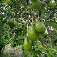 Avocado Edranol (B type)