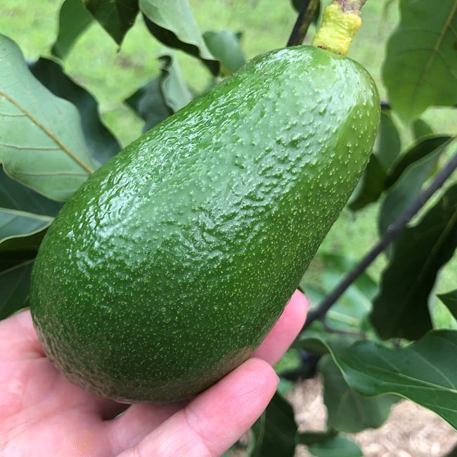 Avocado Edranol (B type)