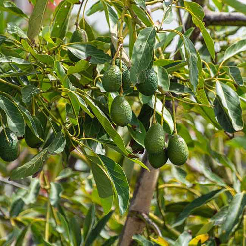 Avocado Hazzard (A Type) (PICK UP ONLY) - Ladybird Nursery