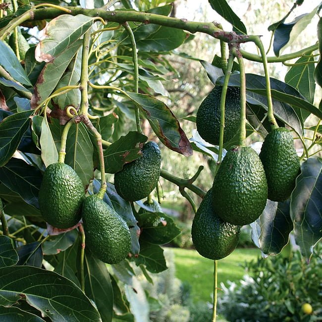 Avocado Hazzard (A Type) (PICK UP ONLY) - Ladybird Nursery