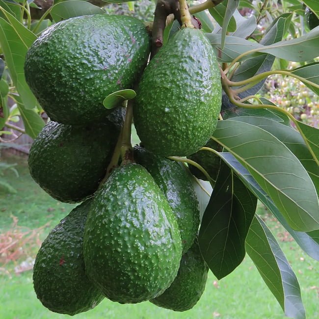 Avocado Hazzard (A Type) (PICK UP ONLY) - Ladybird Nursery