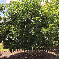 Avocado Linda (B type)