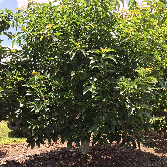Avocado Linda (B type)