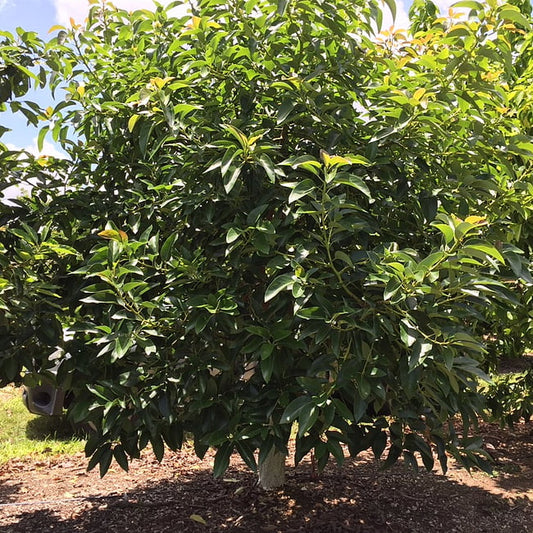 Avocado Russell (A type)