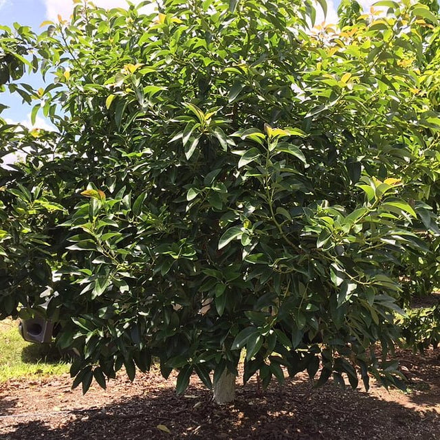 Avocado Russell Fruit Tree – Buy Now! – Ladybird Nursery