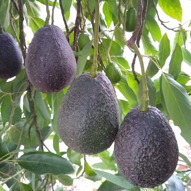 Avocado Russell Fruit Tree – Buy Now! – Ladybird Nursery