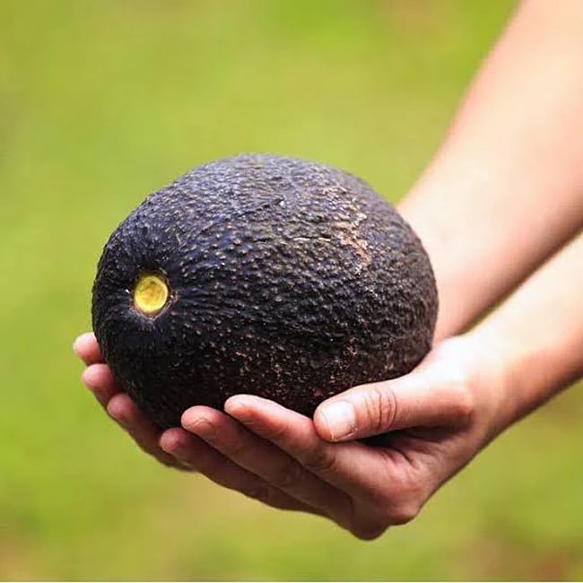 Avocado Linda (B type) Medium