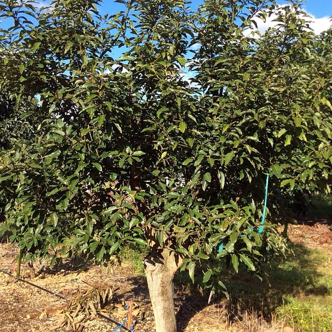Avocado Mexicola (A Type) Medium