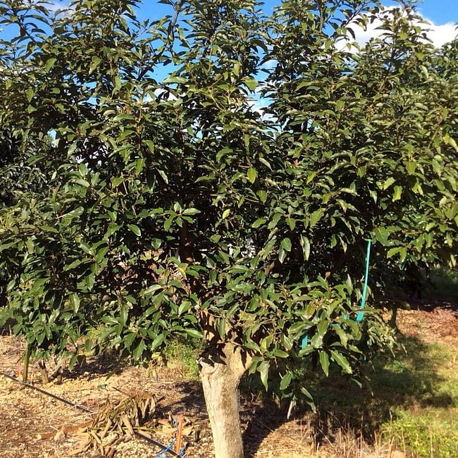 Avocado Mexicola (A Type) - Ladybird Nursery