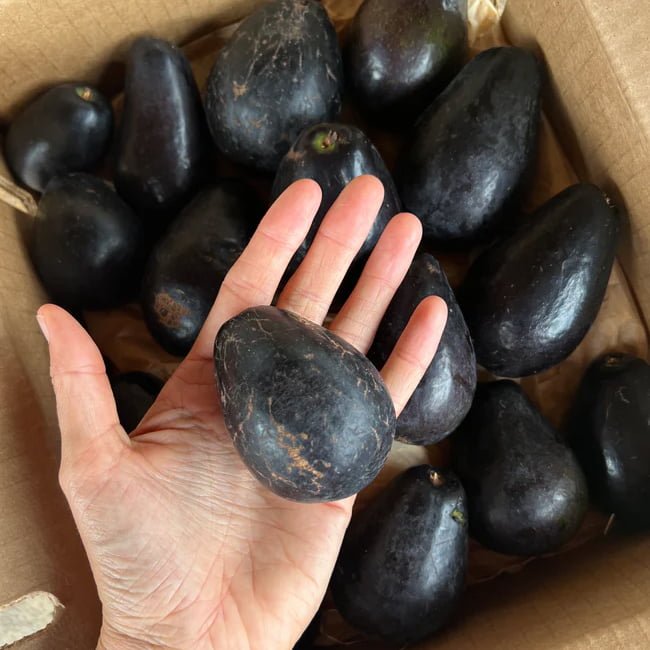 Avocado Mexicola (A Type) - Ladybird Nursery