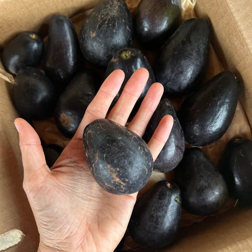 Avocado Mexicola (A Type) - Ladybird Nursery