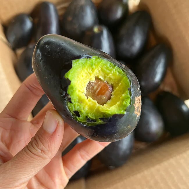 Avocado Mexicola (A Type) - Ladybird Nursery