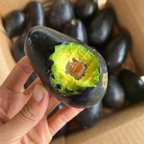 Avocado Mexicola (A Type) - Ladybird Nursery