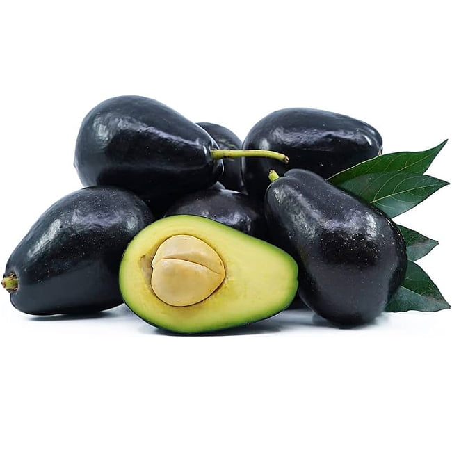 Avocado Mexicola (A Type)