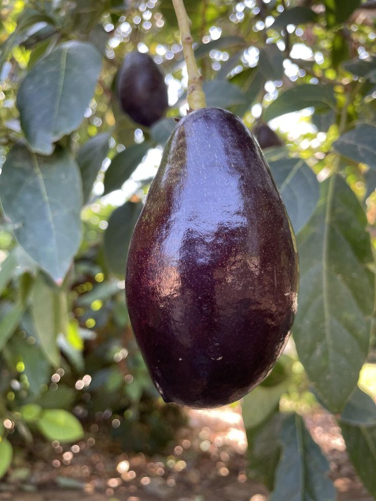 Avocado Mexicola (A Type) Medium