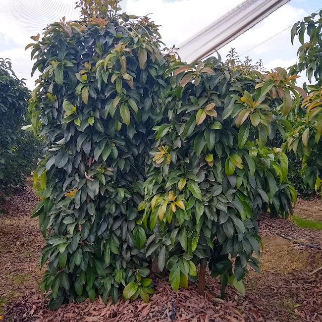 Avocado Ramona (A type)