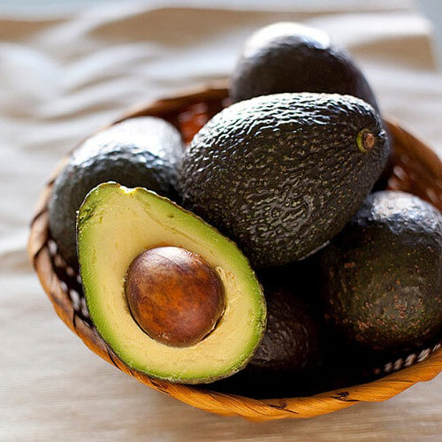 Avocado Ramona (A type) - Ladybird Nursery