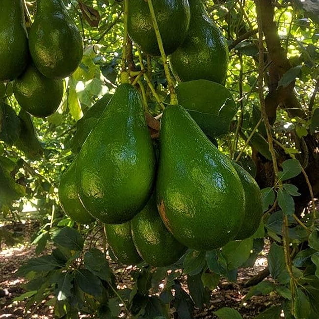 Avocado Sharpe (A Type) Velvick rootstock