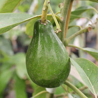 Avocado Sharpe (A Type) Velvick rootstock - Ladybird Nursery