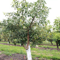 Avocado Sharwill (B Type) Medium - Ladybird Nursery