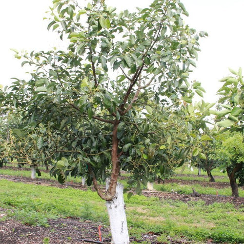 Avocado 'Sharwill' (Velvick Rootstock) (B Type) - Ladybird Nursery